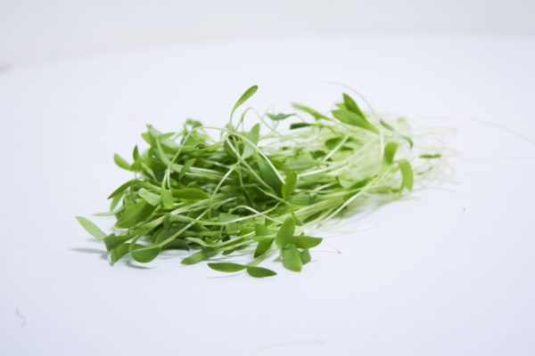 Coriander - Image 2