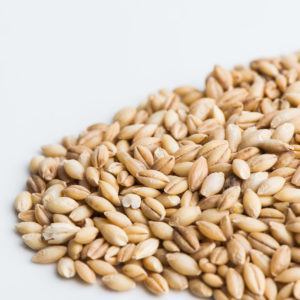 Barley, hulless