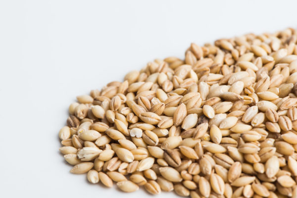 Barley, hulless