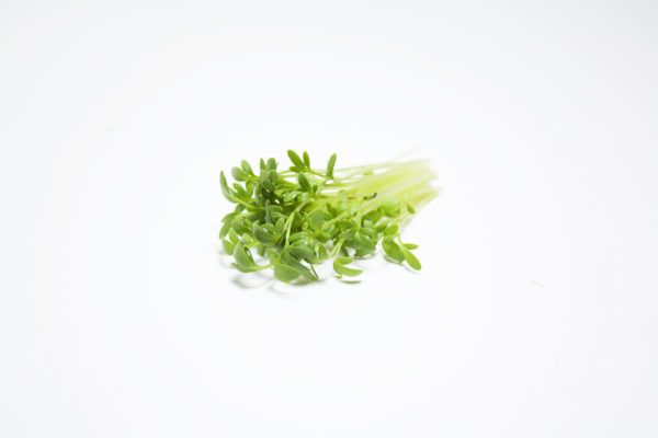 Curly Cress (Garden Cress) - Image 3