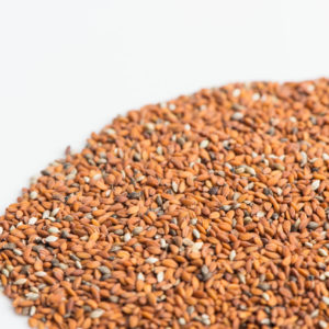 Curly Cress (Garden Cress)