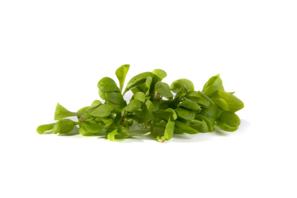 Chicory - 1 kg - Image 2