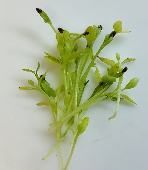 Celery - Image 3