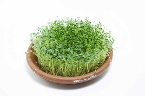 Chia, Black - Image 2