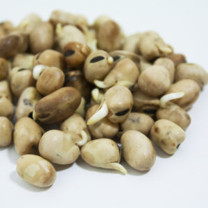Fava Beans