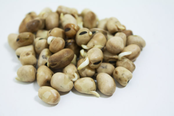 Fava Beans