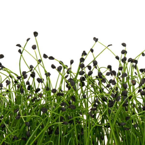 Garlic Chives - Image 3