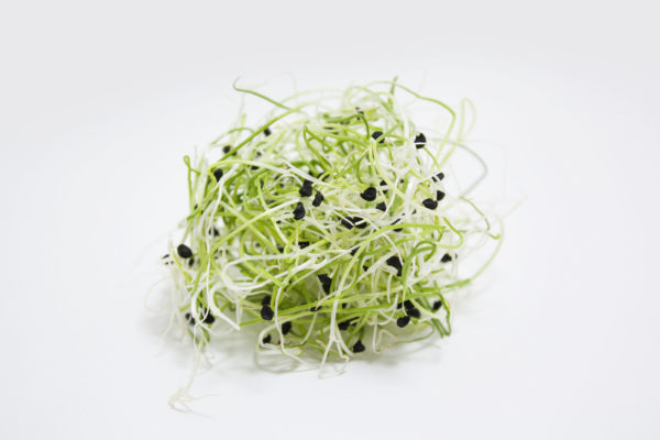 Onion - Image 3