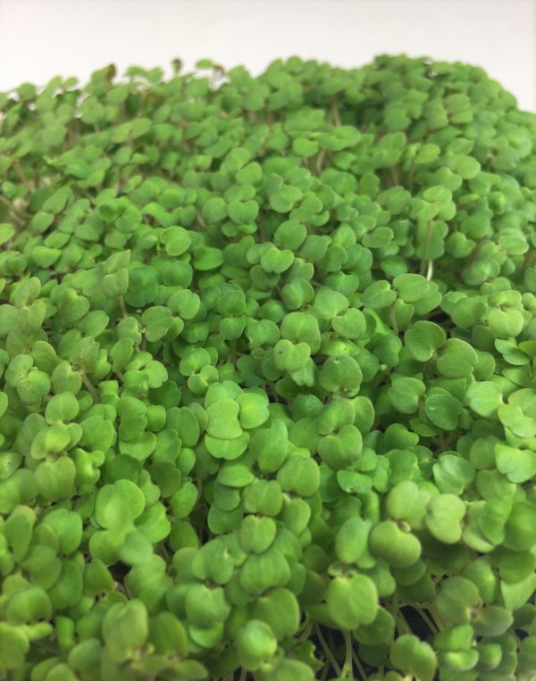 Lemon Balm - Image 2