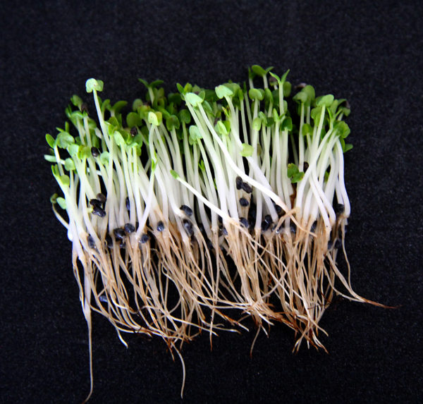 Basil, Genovese - Image 3