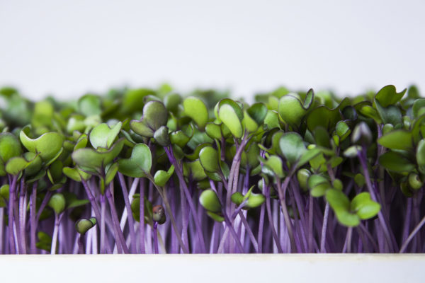 Kohlrabi, Purple - Image 3