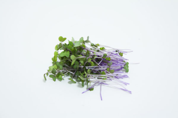 Kohlrabi, Purple - Image 2