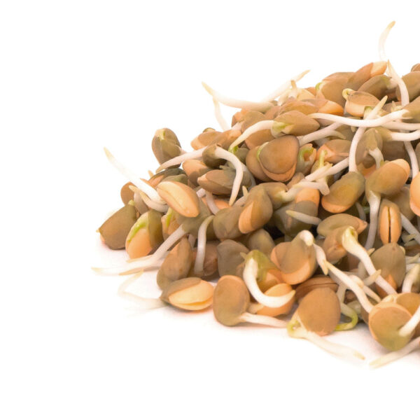 Lentils, Crimson - Image 3