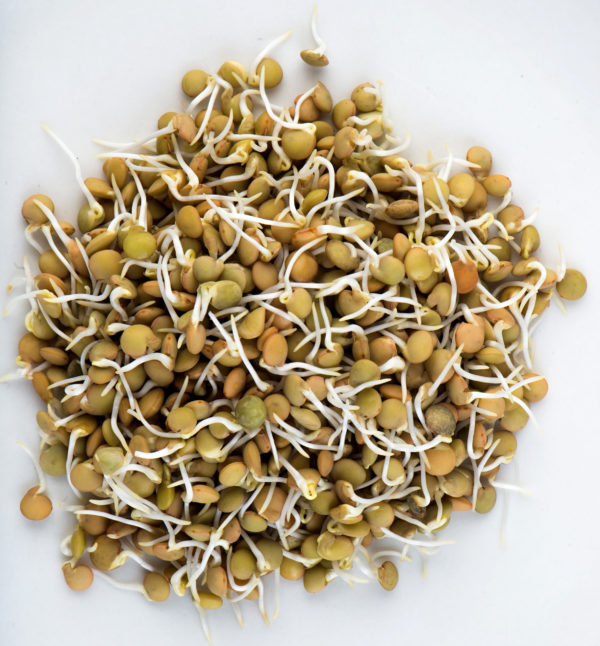 Lentils, Small Green - Image 2