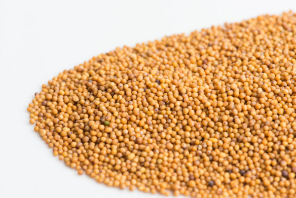 Mustard, Oriental