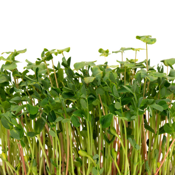 Microgreen Salad Mix - Image 3