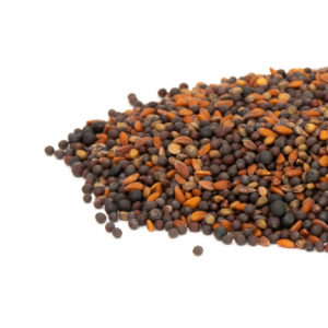 Spicy Microgreen Blend