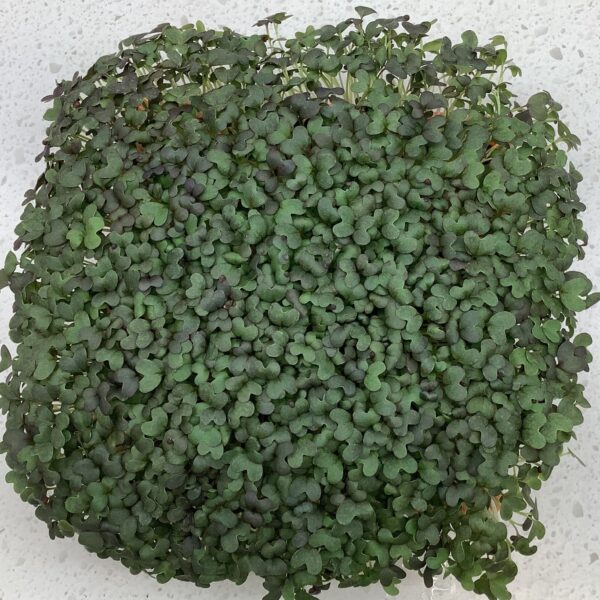 Mustard, Red Mizuna - Image 3