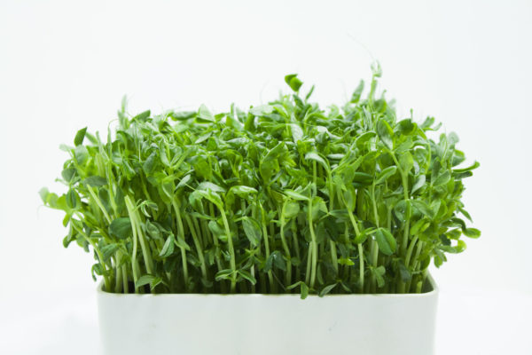 Peas, Dwarf Grey Sugar - Image 3