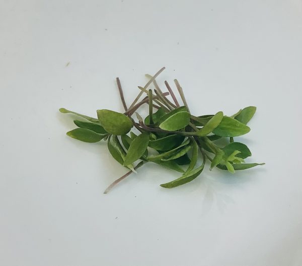 Parsley - Image 3