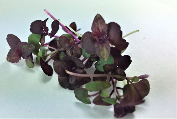 Red Shiso (Perilla) - Image 2