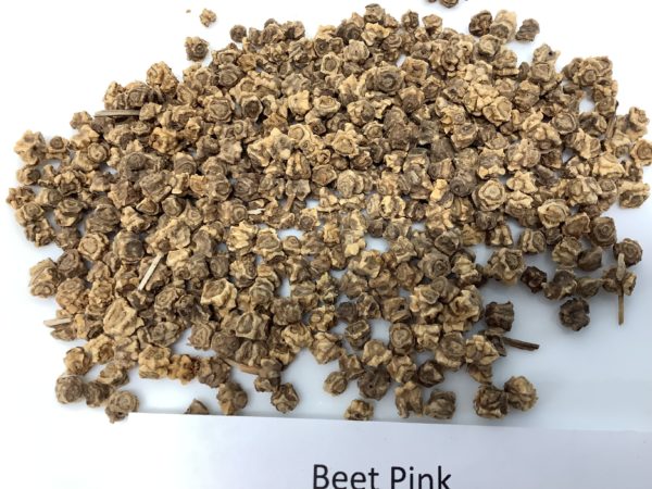 Beet, Pink