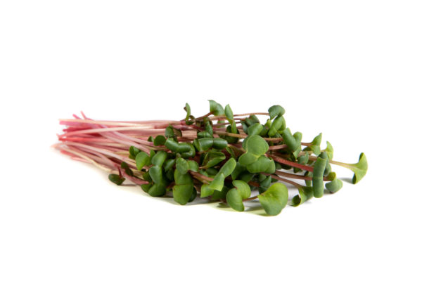 Radish, Ruby Stem - Image 3