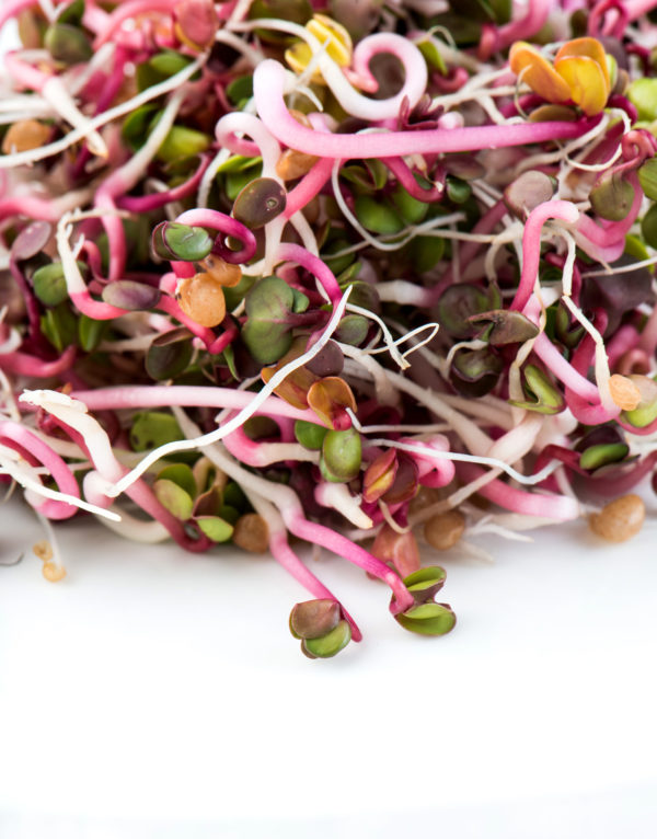 Radish, Ruby Stem - Image 2