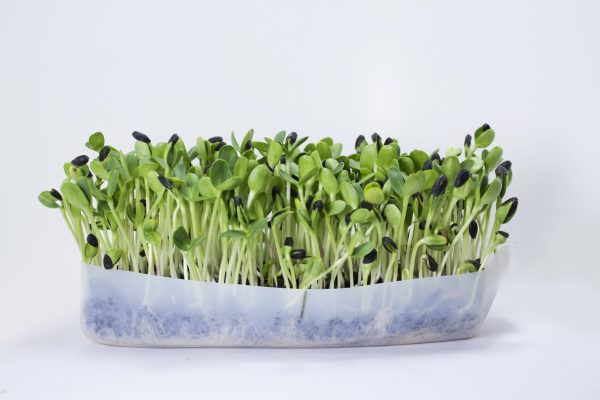 Sunflower, Black Oilseed - Image 2