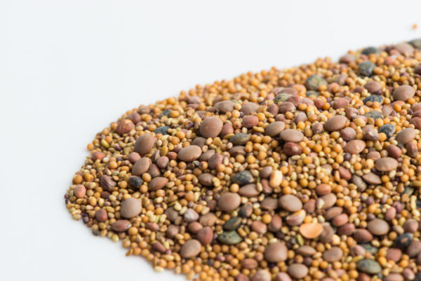 Spicy Lentil Crunch