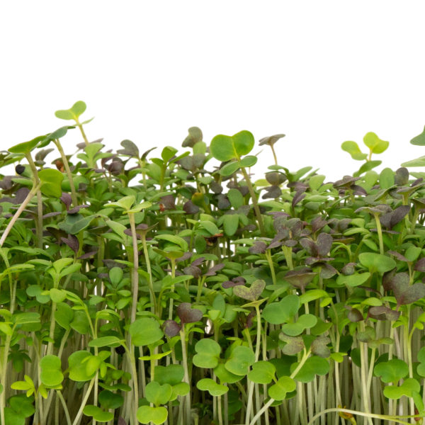 Spicy Microgreen Blend - Image 3