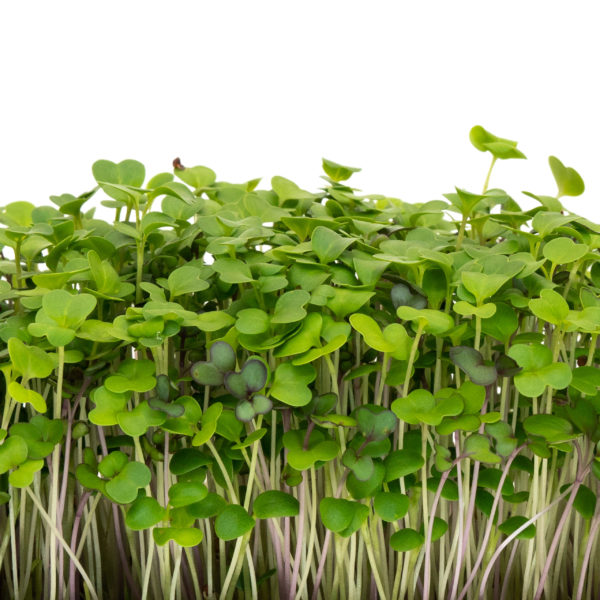 Mellow Microgreen Mix - Image 3
