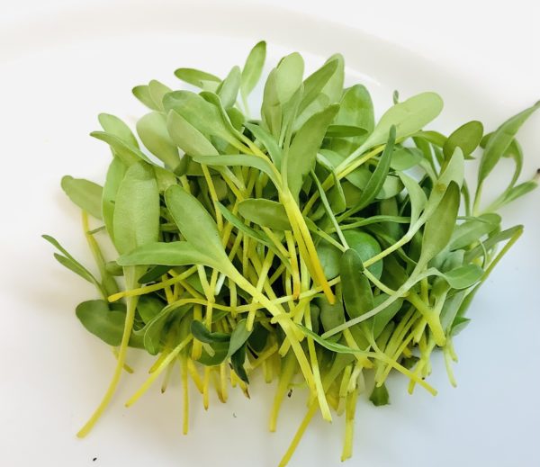 Swiss Chard, Yellow - Image 2