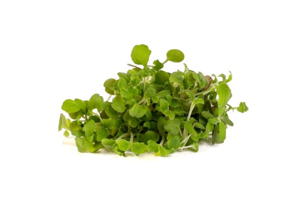 Lemon Balm - Image 3
