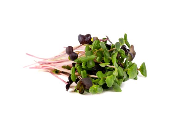 Rainbow Radish - Image 3