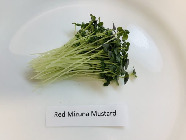 Mustard, Red Mizuna - Image 2
