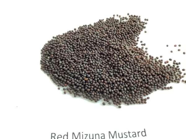 Mustard, Red Mizuna
