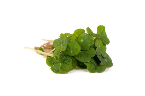 Nasturtium, Emerald - Image 2