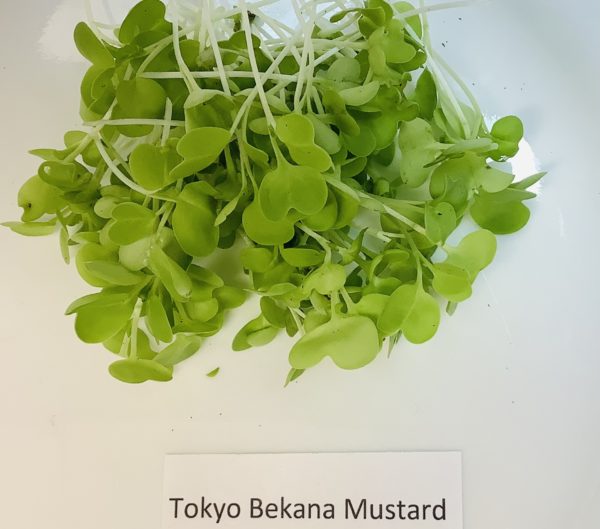 Mustard, Tokyo Bekana - Image 2