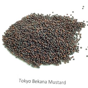 Mustard, Tokyo Bekana