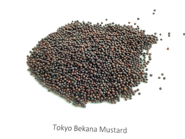Mustard, Tokyo Bekana