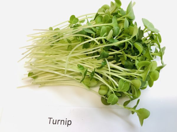 Turnip - Image 2