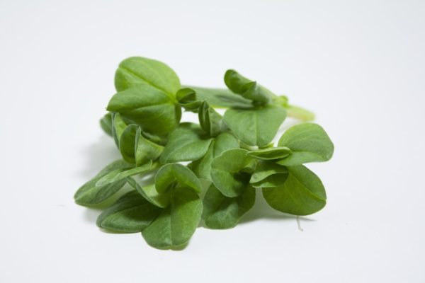 Fava Beans - Image 2