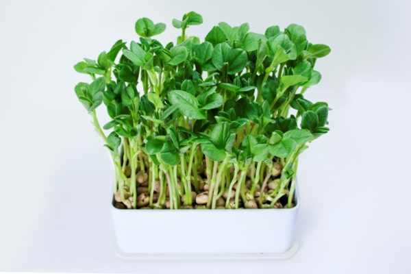 Fava Beans - Image 3
