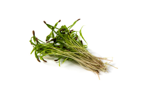 Fennel - Image 3