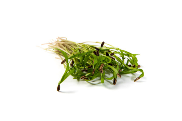 Fennel - Image 2