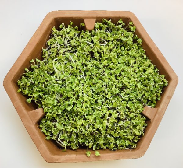 Geo Terracotta 4-Tier Sprouting Tower - Image 4
