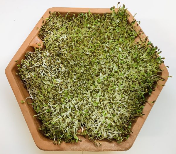 Geo Terracotta 4-Tier Sprouting Tower - Image 5