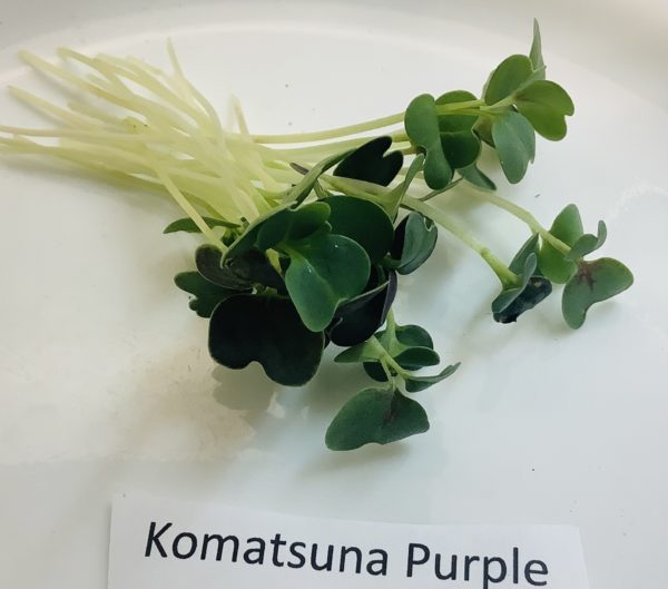 Komatsuna, Purple - Image 2
