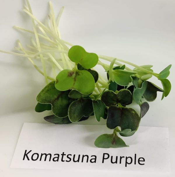 Komatsuna, Purple - Image 3